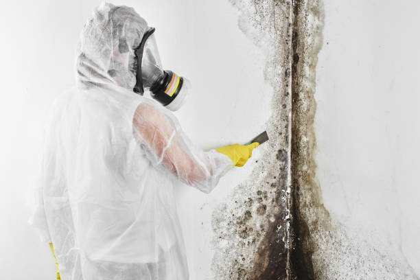 Best Attic Mold Removal  in Cottage Grove, MN